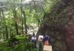 El Yunque 5