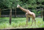 Mayagüez Zoo 02